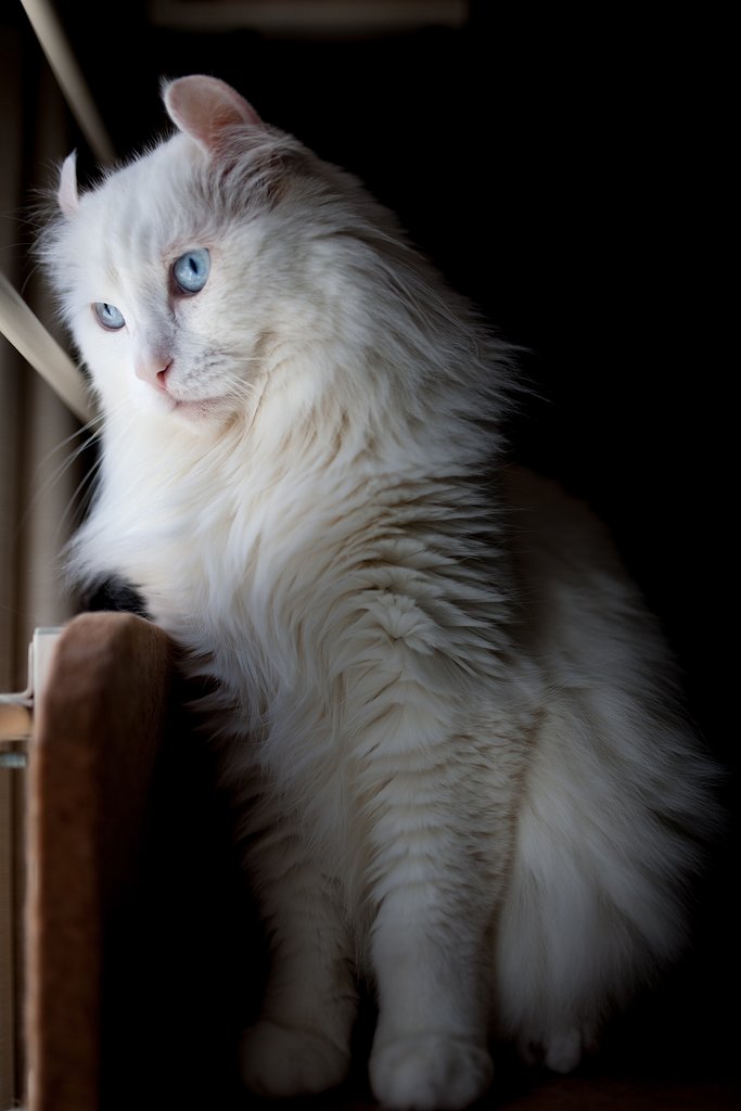 井の中の猫
