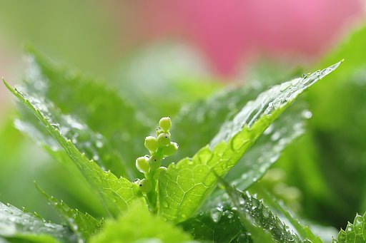 ヒトリシズカの花後