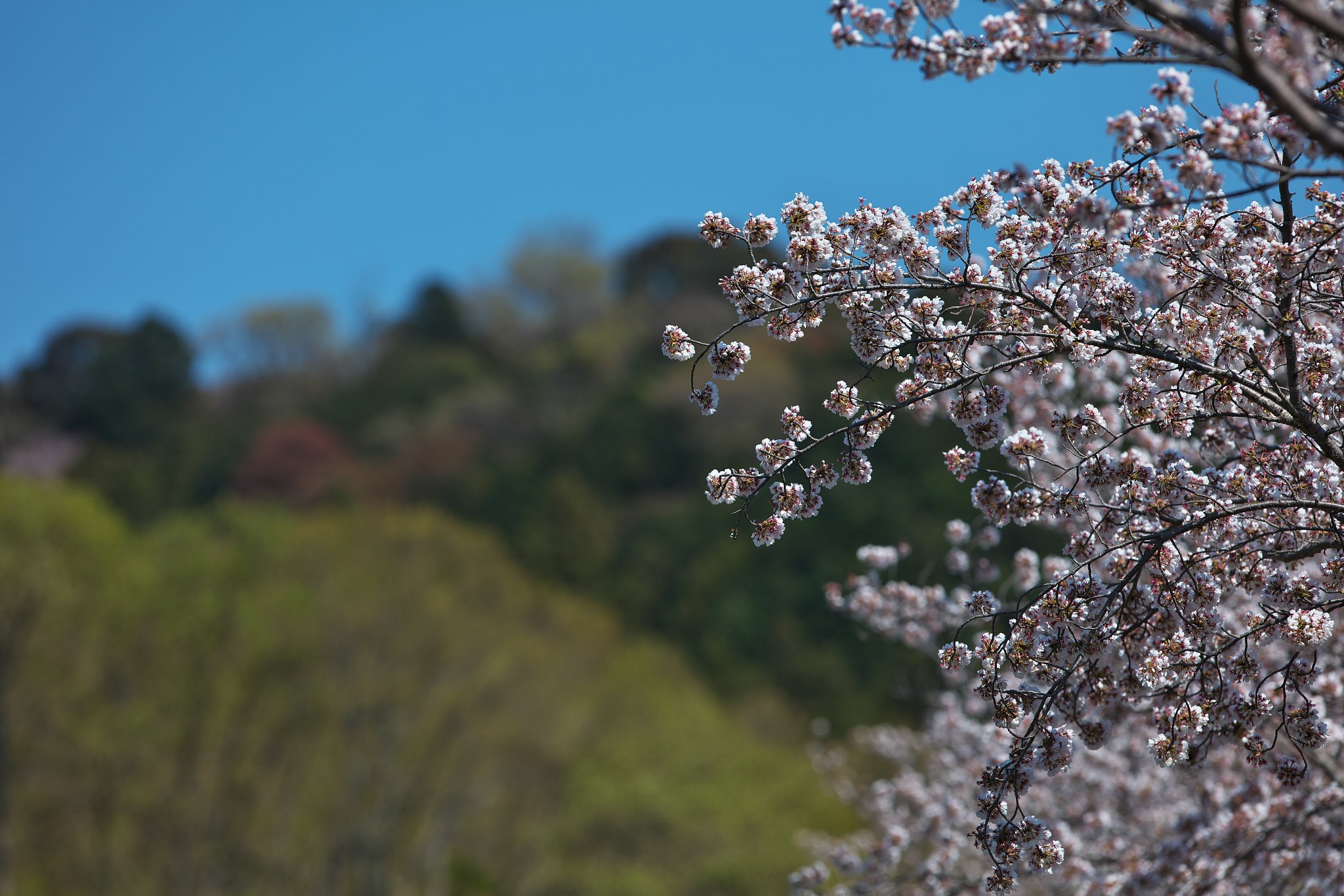 そっぽ向き
