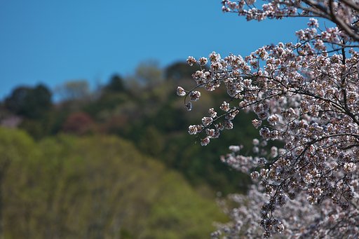 そっぽ向き
