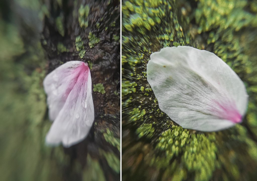桜幹【はな】花弁と苔