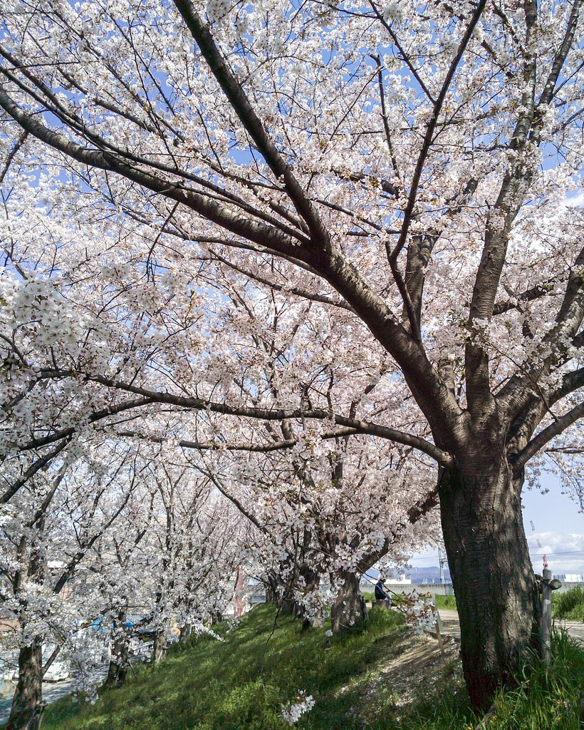【はな】変らない桜