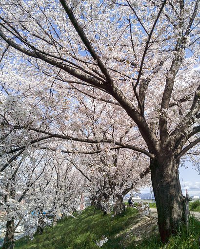 【はな】変らない桜