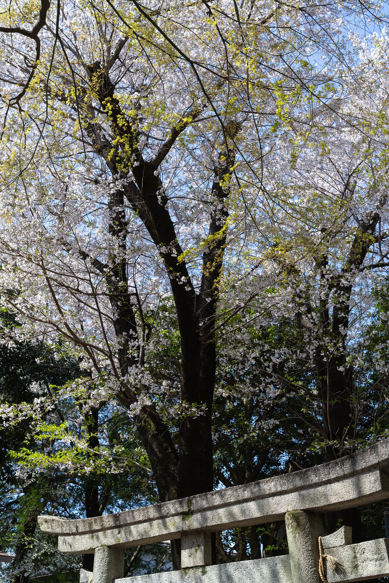 散り行く山桜