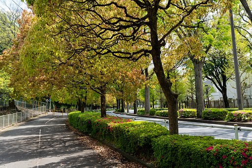 春の路