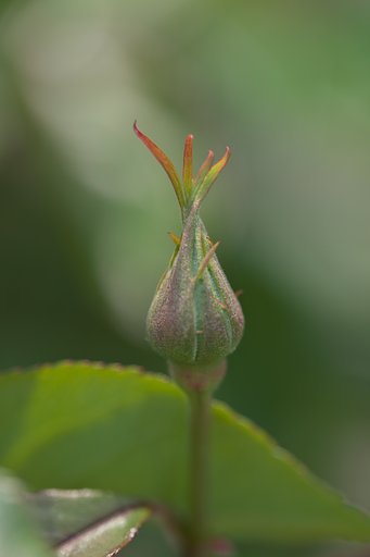 バラの蕾