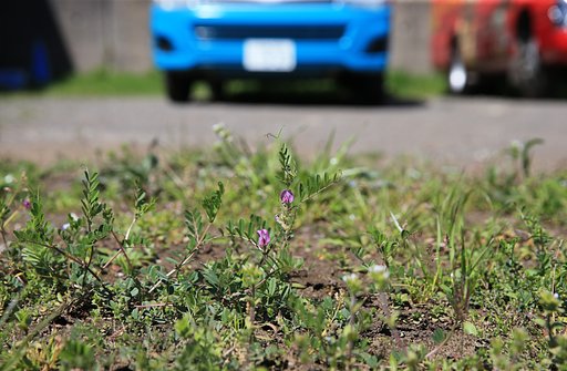 【はな】駐車場に咲く