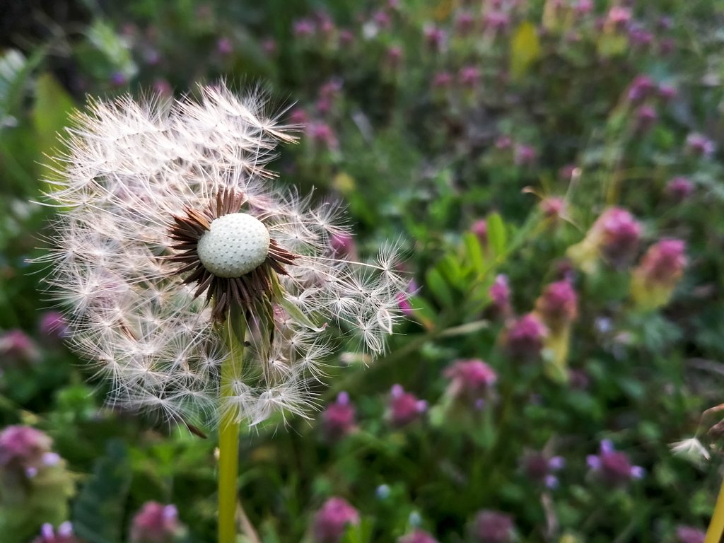 Dandelion