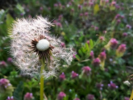 Dandelion