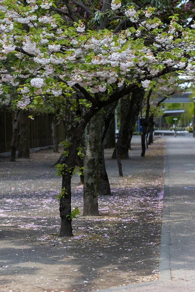 散り行く 八重桜