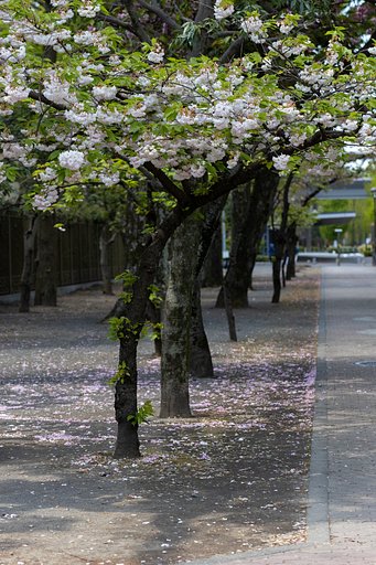 散り行く 八重桜