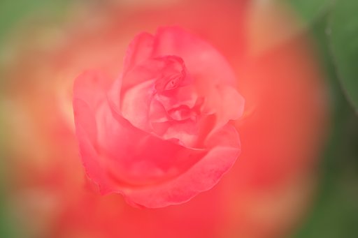 ばら開花
