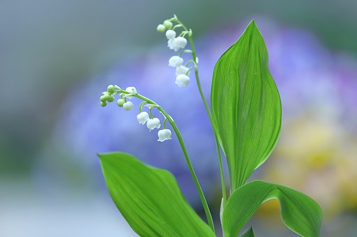 朝撮り スズラン
