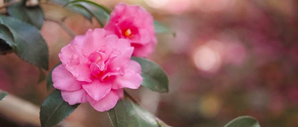 山茶花