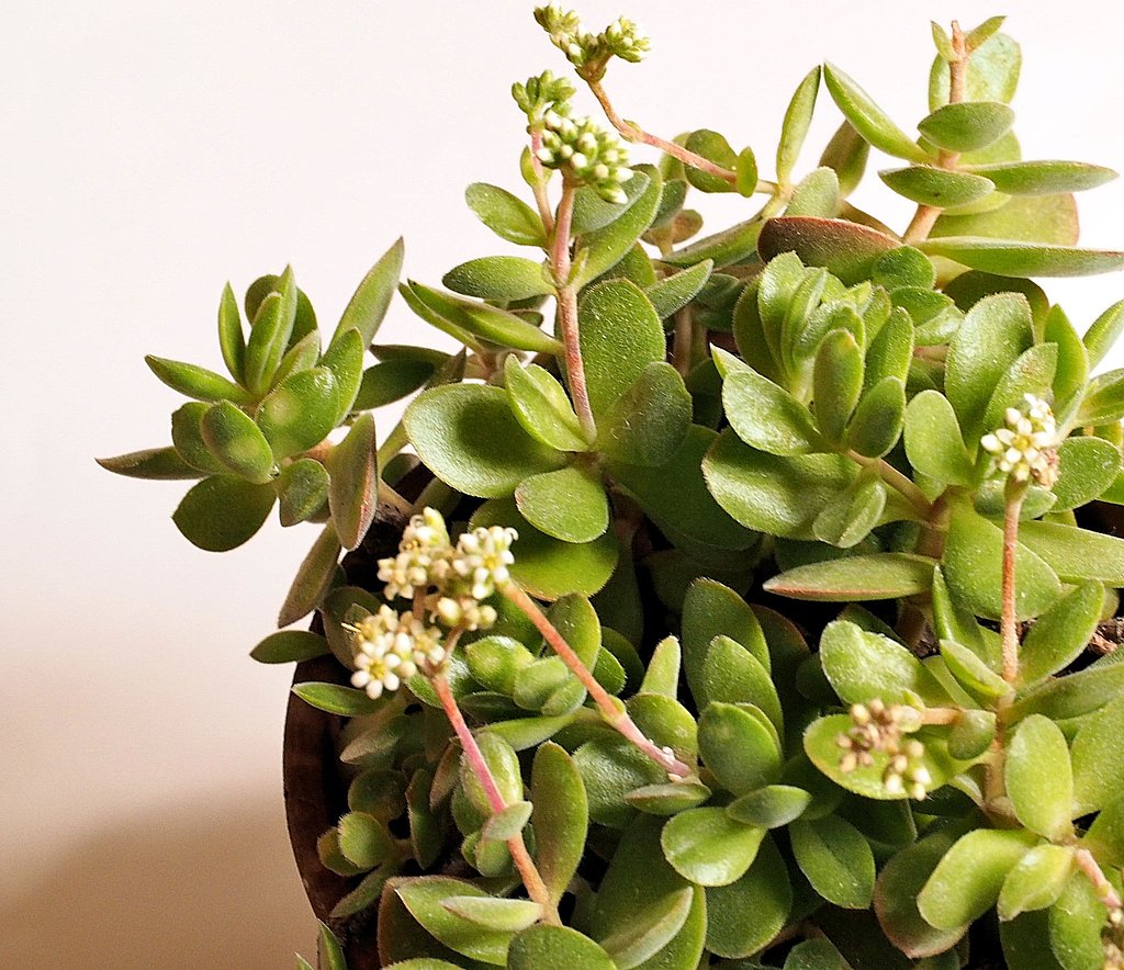 小花の多肉植物