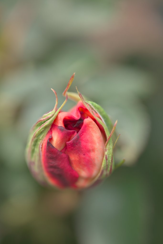 開花真近
