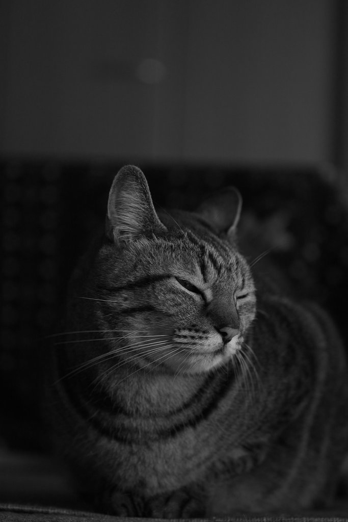 猫