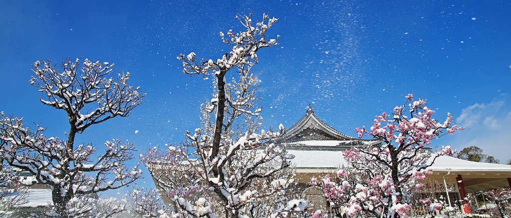 東風吹かば
