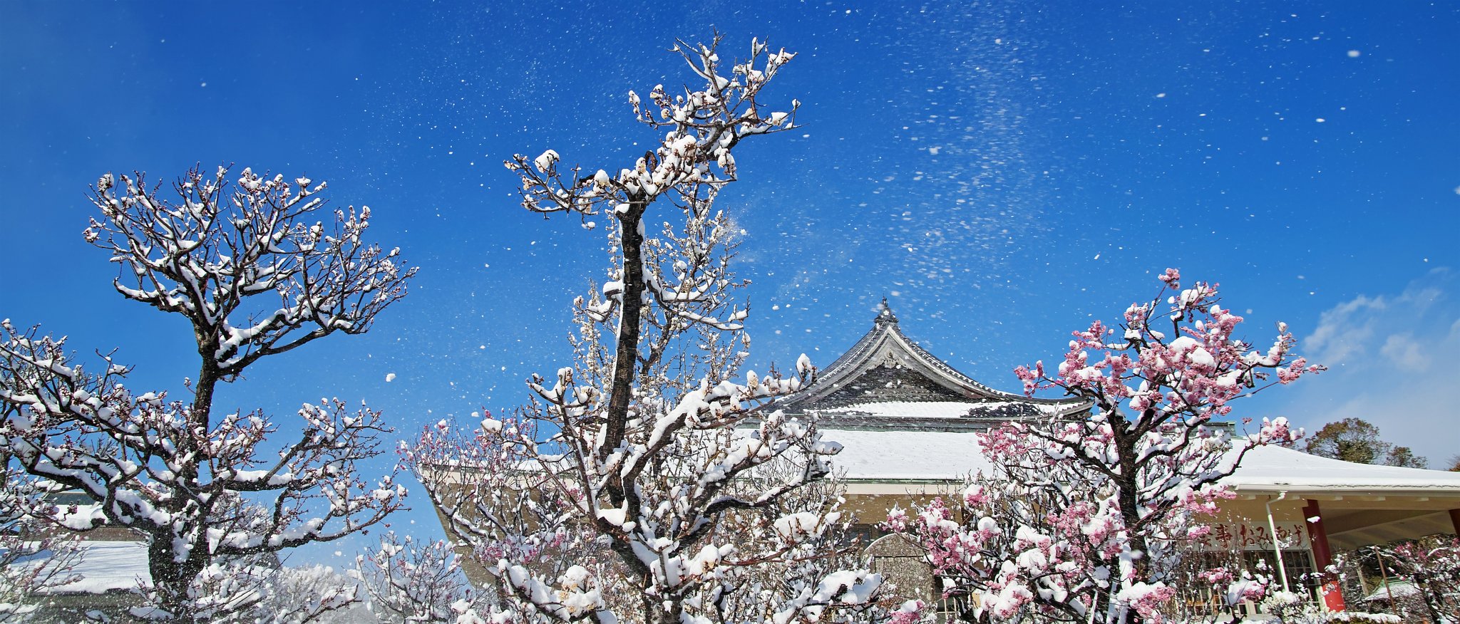 東風吹かば