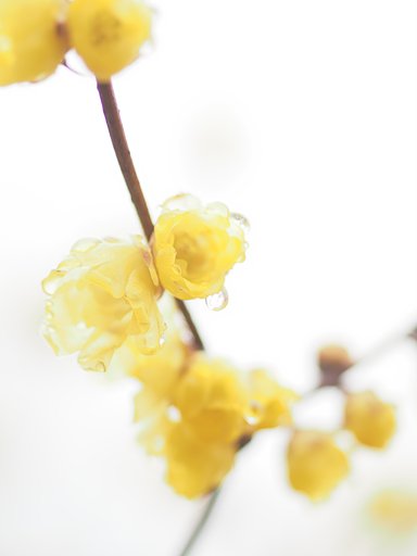 ガラスの花