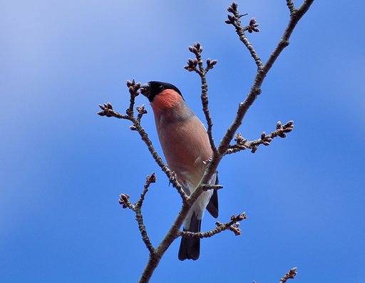 ウソ