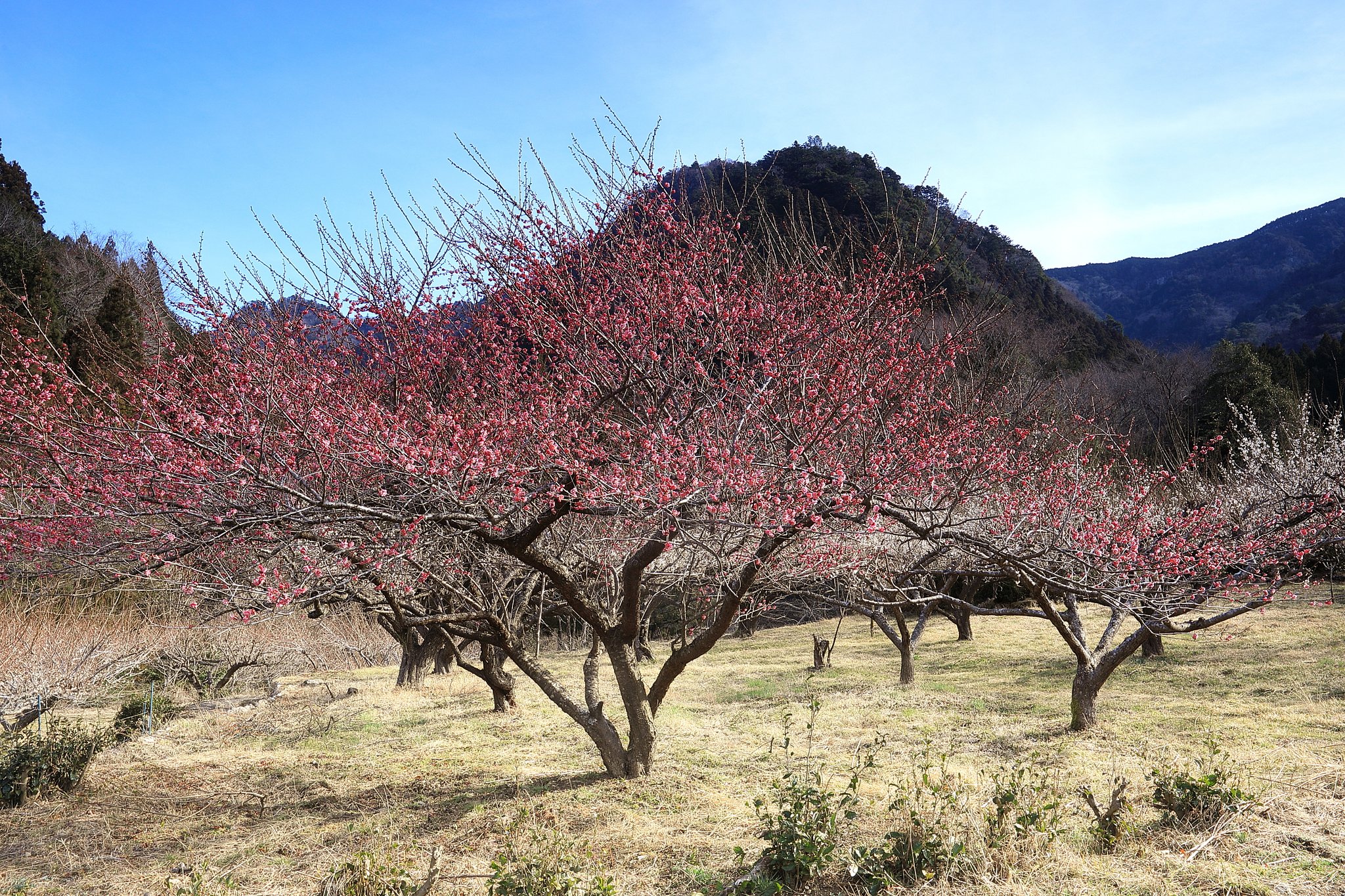 梅の光景