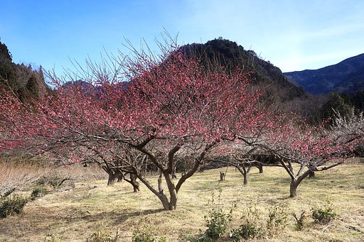 梅の光景