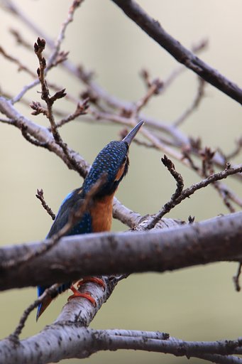 野鳥ポートレート・カワコちゃん細く細く
