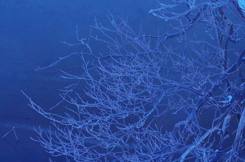 樹霜