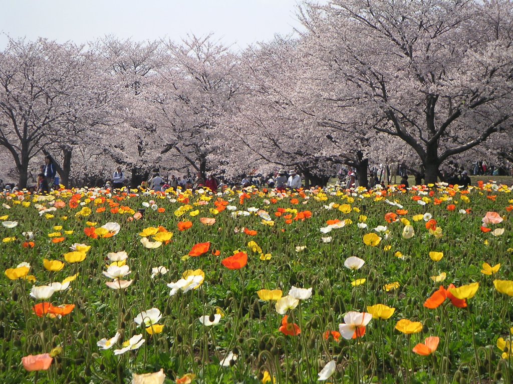 昭和記念公園