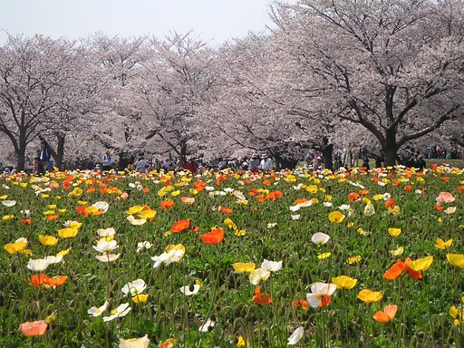 昭和記念公園