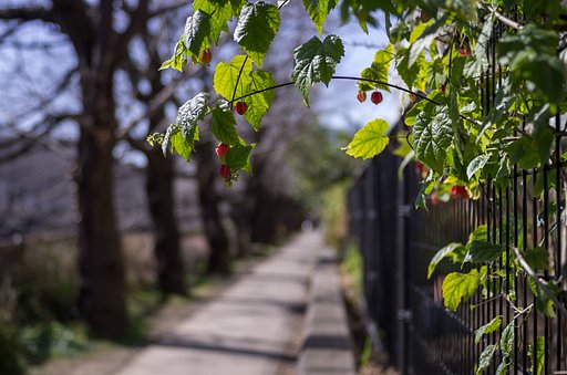 石神井川沿いの小径