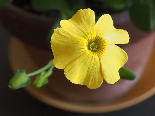 ツヤカタバミ　花