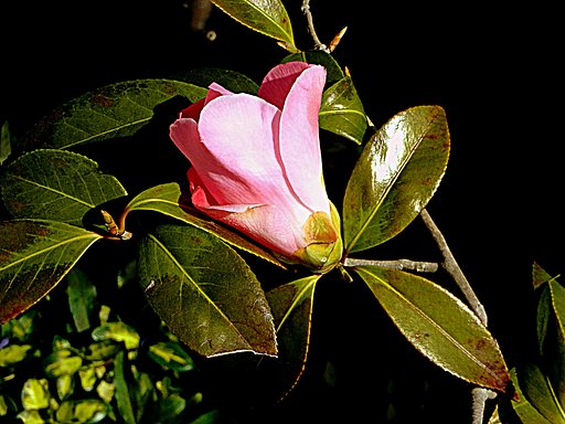 Ricoh　CX6の写り
