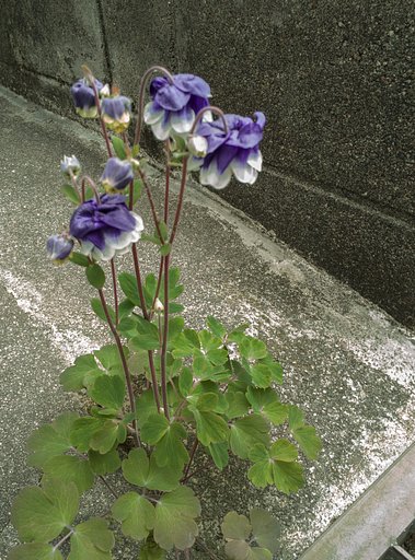 隙間花壇に【はな】が咲く。
