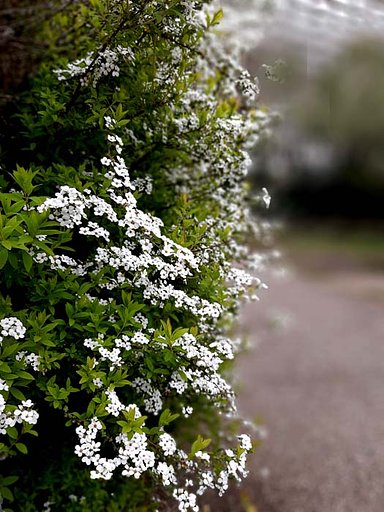 【春景色】花咲く小径