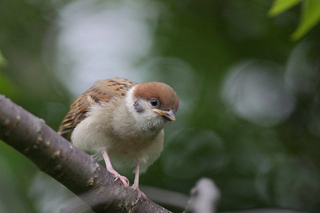 【円】降参