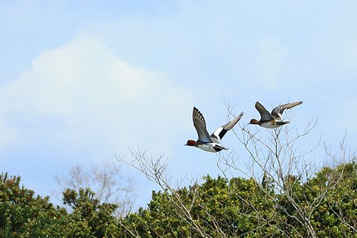 カモ