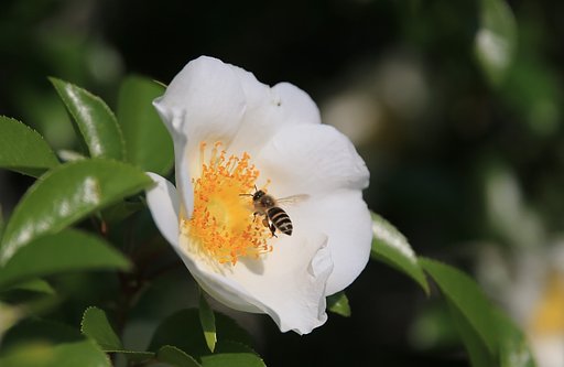 ご挨拶