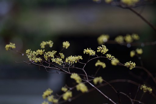 サンシュユ咲く雨の日