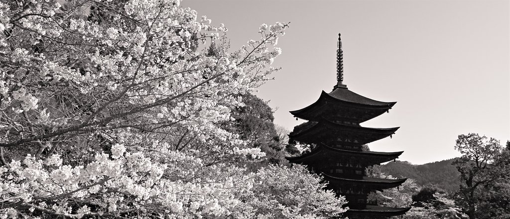 桜