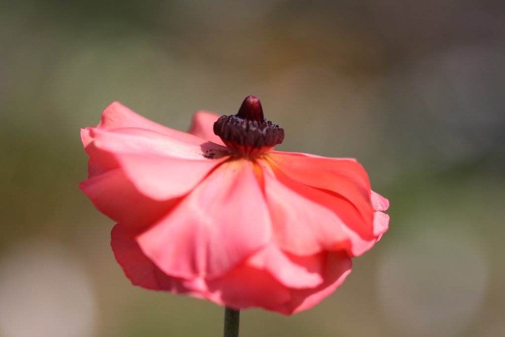 Tamron  90mm-F2.8 Macro  F004