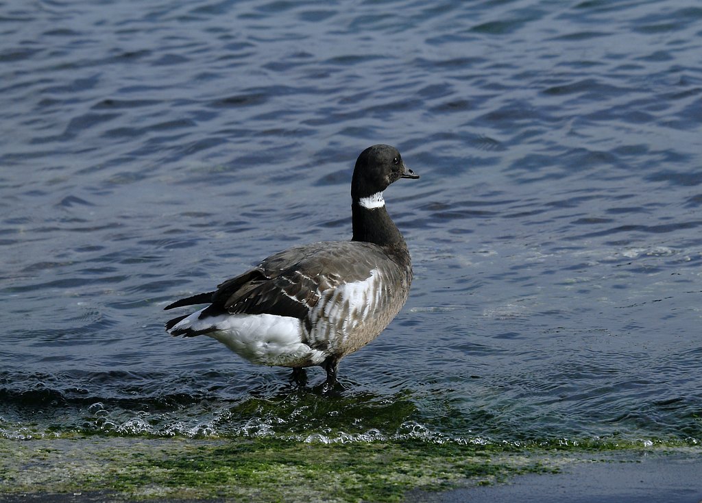 OLYMPUS  D  50-200mm  SWD