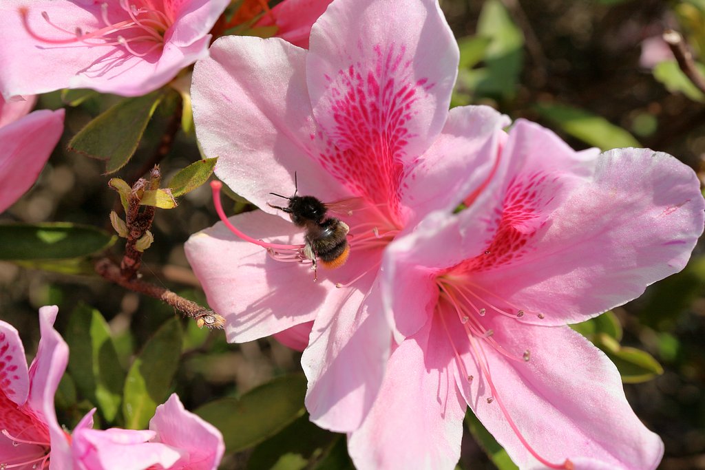蜜を求めて・