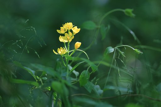 藪の中・・・キンラン