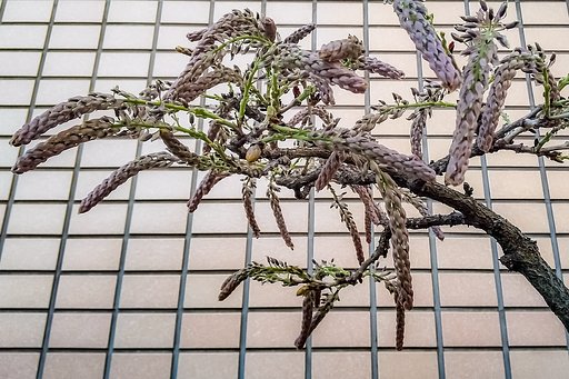 多過ぎる花芽《藤鉢》