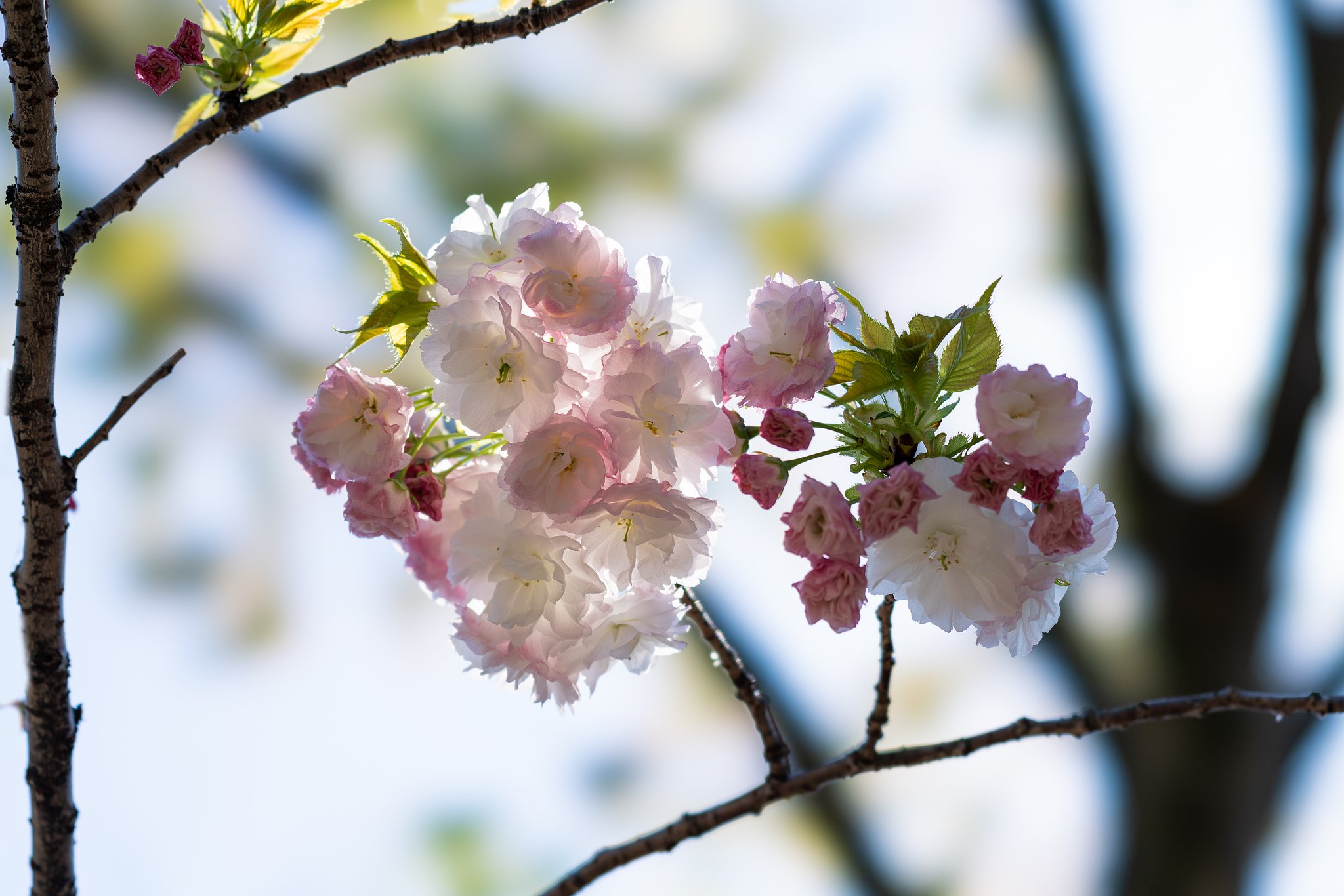 八重桜２