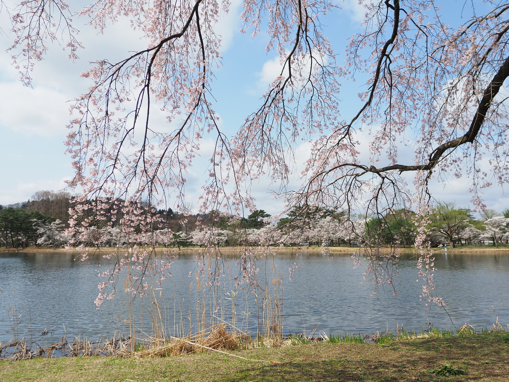 南湖の春２