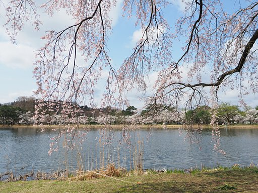 南湖の春２