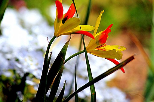センチい感じる花